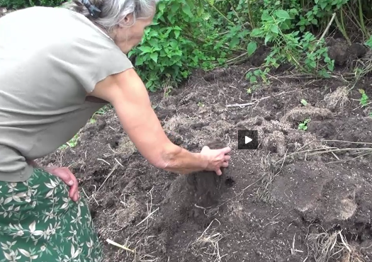 Hermione permaculture compost